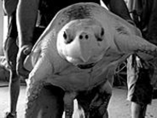 Gaze deep into the eyes of the hypno-turtle: Visit the 
    World Aquarium!