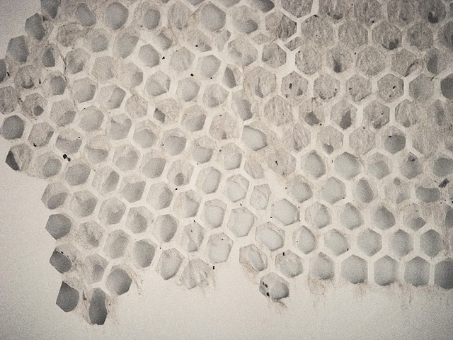 Eden Harris, Untitled (detail), 2010, hand-cut paper, natural fiber pulp.