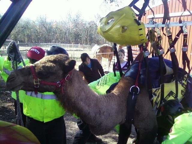 MERS' in the process of rescuing a camel last fall.