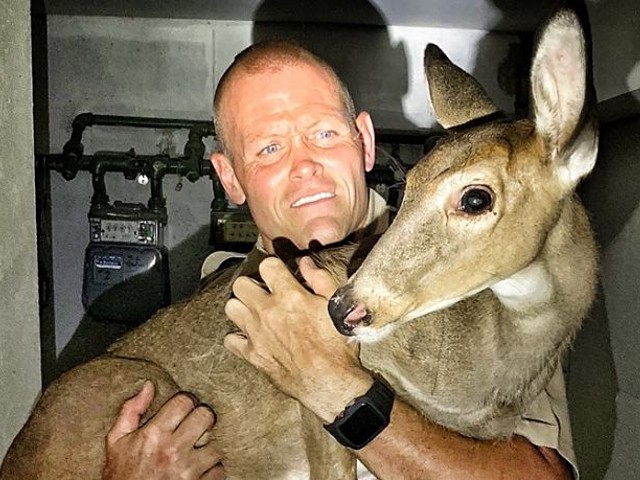 Baby Deer Breaks Into South County Basement, Gets Busted by Cops