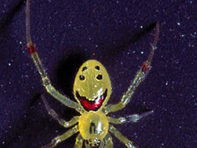 This is a real spider. It's called a Smiling Spider or Spider Cat. Unfortunately, it was not the one spotted in Albion yesterday, because it only lives in the forests of Hawaii.