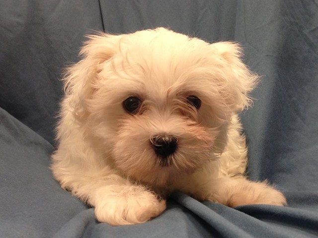 This two-pound cutie was stolen from Petland in Lake St. Louis.