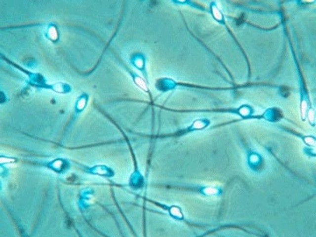 Mizzou scientists splurged taxpayer dollars on rat sperm.