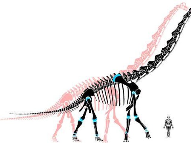 The pink skeleton is our old view of dinosaurs. The black skeleton is the new, improved version; the blue represents the extra cartilage.