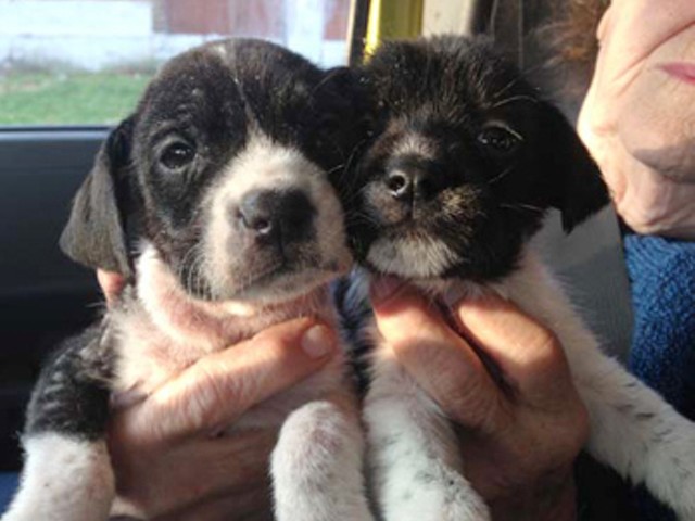 Morgan and Stanley, two black-and-white puppies with severe skin conditions, rescued this weekend by Stray Rescue.