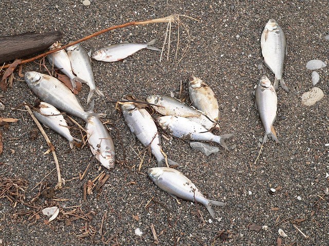 Ice, snow and cold are killing unusual amounts of shad fish in Missouri.