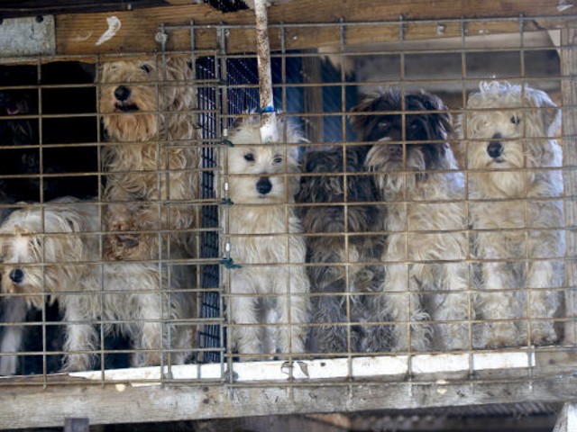 Newton County puppy mill in 2009. More photos below.