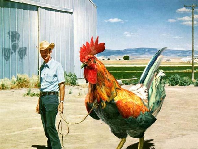 A cowboy with a very big, um, rooster.