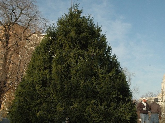 Governor's Mansion Looking for Tall, Uncut, Well-Branched Evergreen Holiday Tree