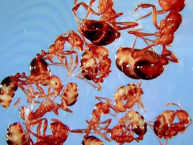 Red Imported Fire Ants have been found in Missouri. This is bad news for farmers.