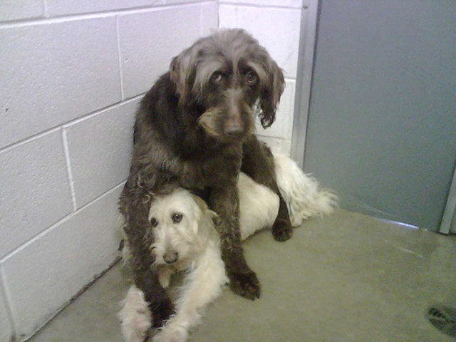 Two dogs rescued from a puppy mill.