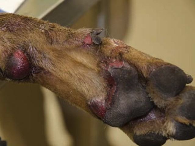 Brownie's paw after he was torched.