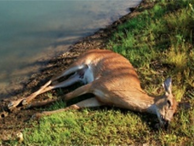 "HD" has killed thousands of deer in Missouri, says the Department of Conservation