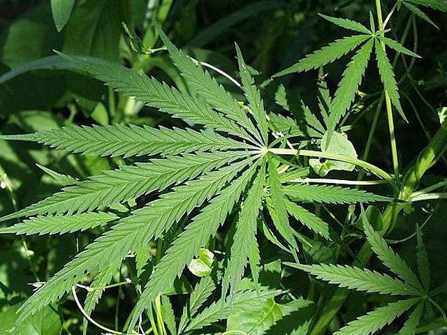 Why 2016 Could Be the Year Missouri Legalizes Marijuana