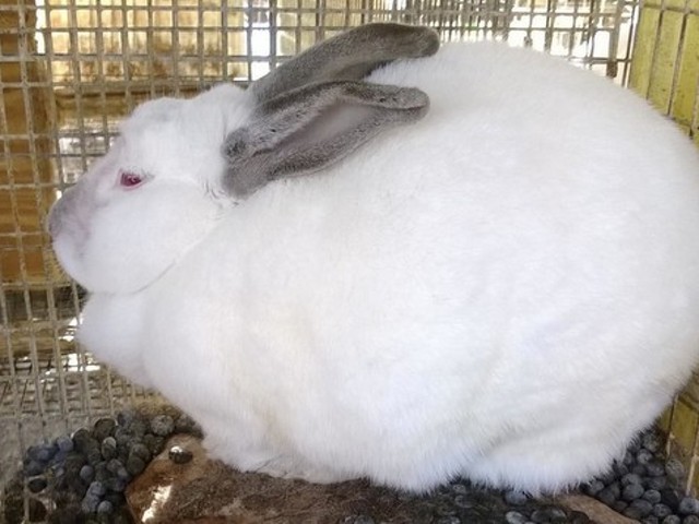 One of the rabbits rescued Tuesday from St. Clair.