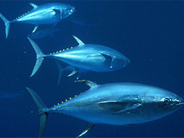 Food News Reduced to Haiku: The Giant Tuna