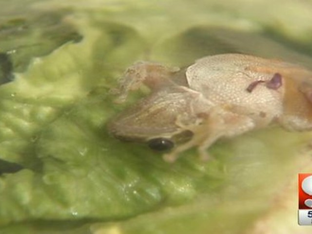 Kermit Mix? Woman Finds Live Frog in Bagged Salad