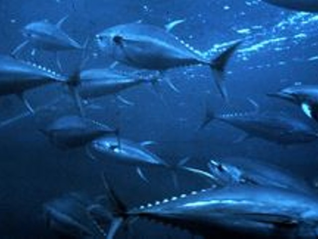 It's hard out there for a yellowfin tuna.