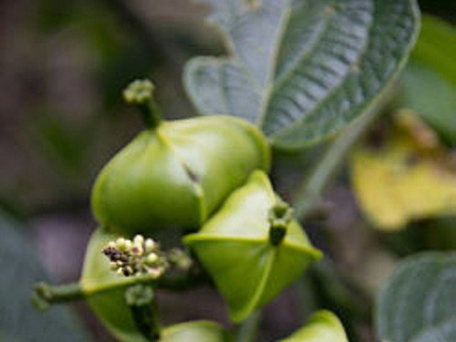 The fruit and flower of Plukenetia huayllabambana, the wonder plant known as sacha inchi.