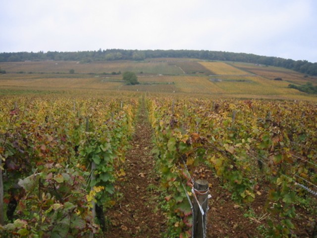 Vineyards in Gevrey-Chambertin, birthplace of today's featured wine.