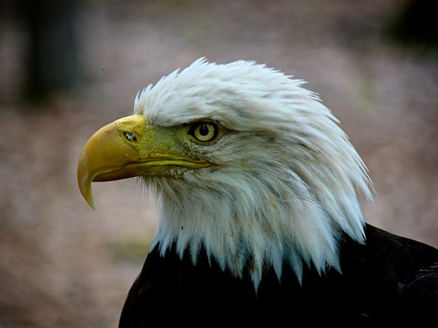 Eagle Days Is Coming and the Scent of Freedom Is in the Air