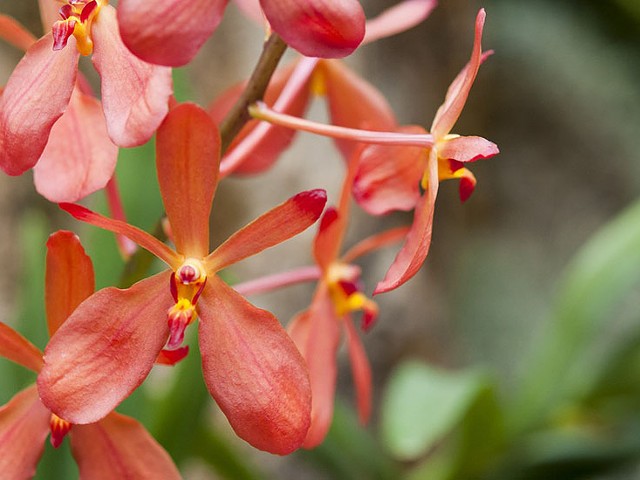 Orchids are at MoBot beginning this weekend.