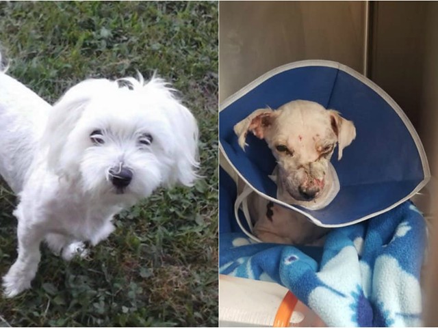 Charlie, before and after he endured chemical burns last week.