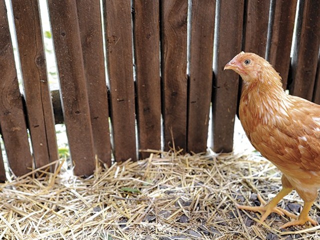 A chicken at Kitchen House Coffee contemplates life in the city.