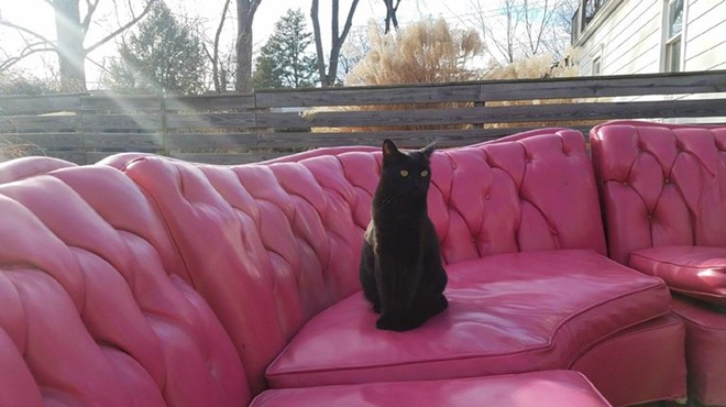 Luna the cat guards Sarah Rodhouse's latest furniture purchase — a 1950s bubblegum pink sofa.