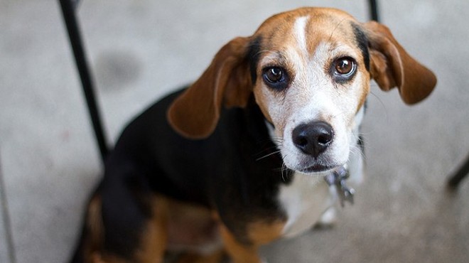 Beagles are frequently used as laboratory animals, though it's not clear if that was the case in a recent death at Wash U's lab.
