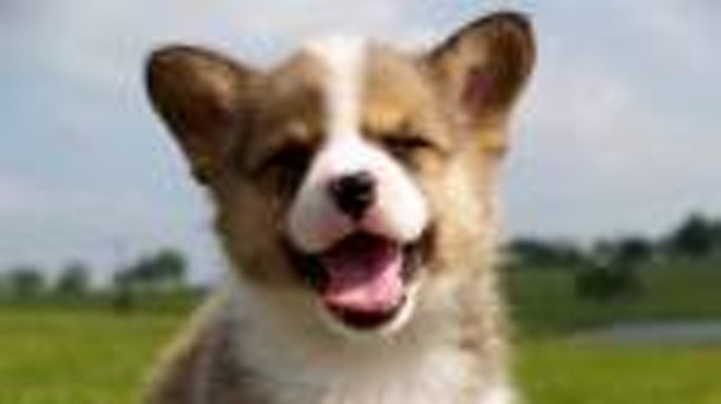 They Call it Puppy Laughs