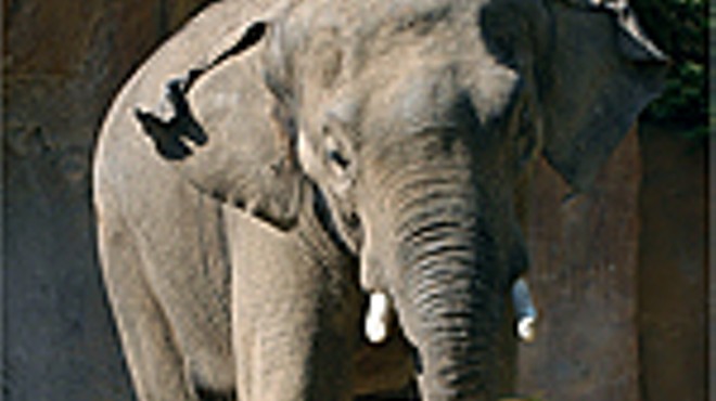 Party Time, Elephant