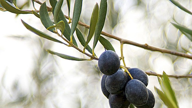 A single olive branch can hold fruit at varied stages of development.