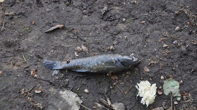 Here's How Tyson Foods' Ammonia Waste Killed All the Fish in an Entire Creek
