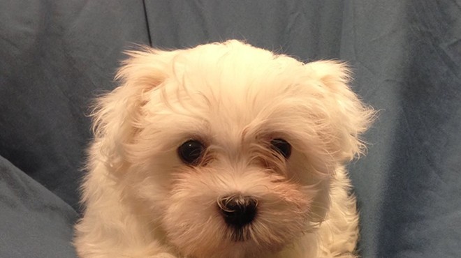 This two-pound cutie was stolen from Petland in Lake St. Louis.