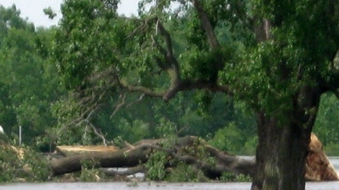 Destroyed champion tree at Columbia Bottom.