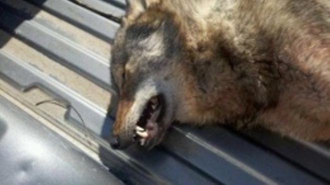 This was shot in Missouri on Tuesday. Is it a wolf?