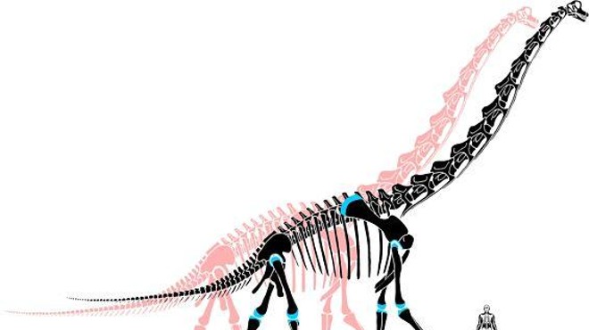 The pink skeleton is our old view of dinosaurs. The black skeleton is the new, improved version; the blue represents the extra cartilage.