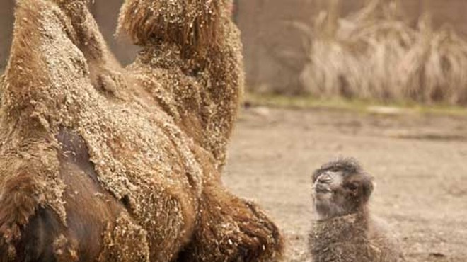 Check Out This Baby Camel!