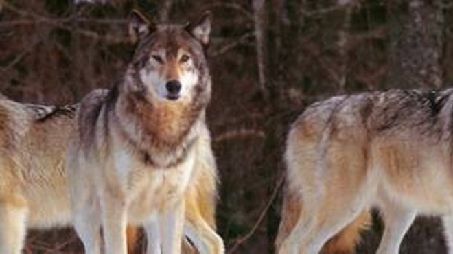 Area Wolves Seek Transportation for the Holidays