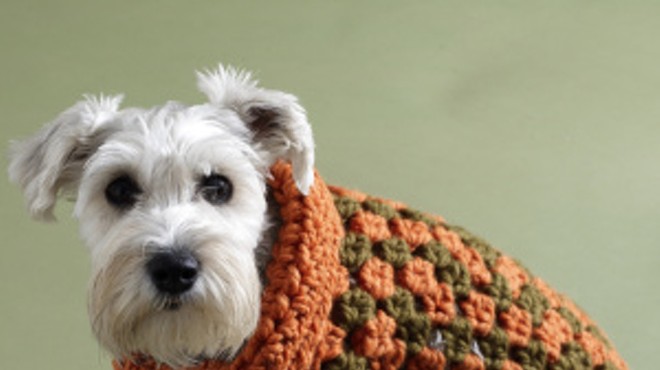 Authorities have narrowed their suspects to a dog in an alpaca wool sweater.