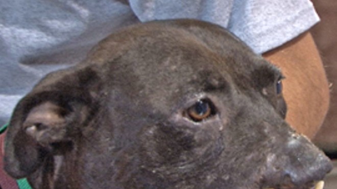 A pit bull named Fay, rescued in July 2009, lost its lips to dogfighting injuries.