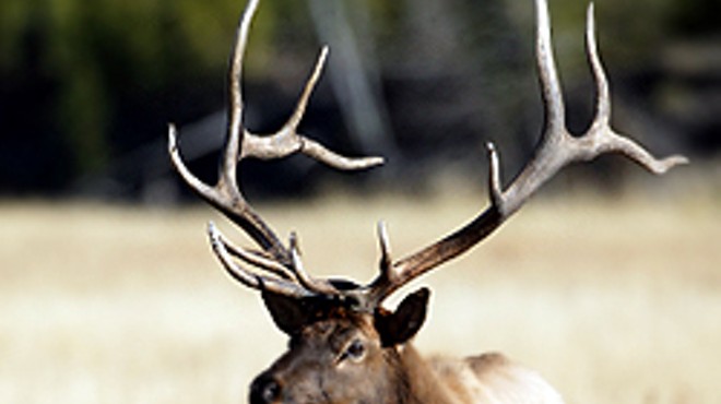 Got elk? We do. And we're getting more.