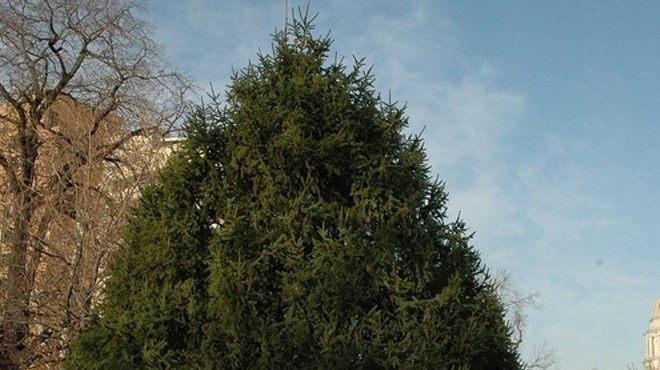 Governor's Mansion Looking for Tall, Uncut, Well-Branched Evergreen Holiday Tree