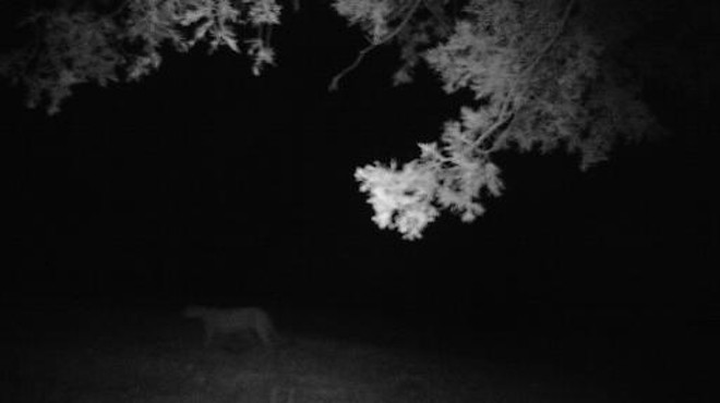 Ghostly Image is Missouri's 33rd Mountain Lion Sighting Since 1994