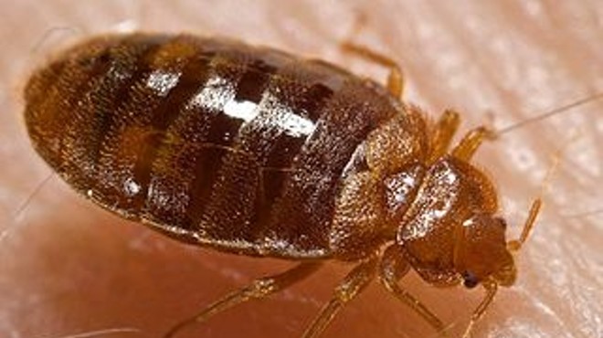 Report: Big Increase in Bed Bugs in St. Louis