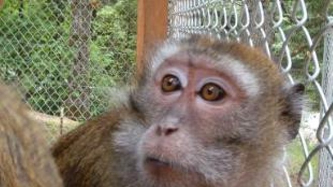 A Java macaque monkey like this one allegedly bit a boy yesterday.