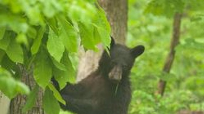 Get Ready for Missouri Summers Filled with Black Bears