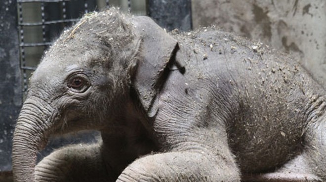 Awwwh! Saint Louis Zoo Elephant Gives Birth to Baby