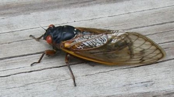 Bzzzzzzzzz Run for your lives!!! Becuase there are cicadas.